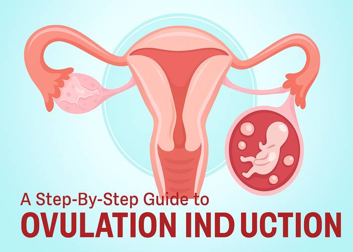 ovulation